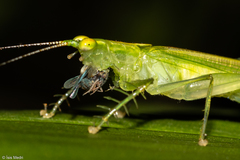 Phlugis ocraceovittata