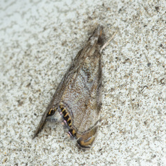 Glaucocharis dilatella