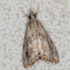 Glaucocharis dilatella