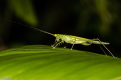 Phlugis ocraceovittata