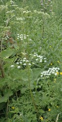 Chaerophyllum prescottii