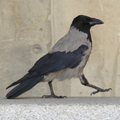 Corvus cornix