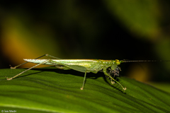 Phlugis ocraceovittata