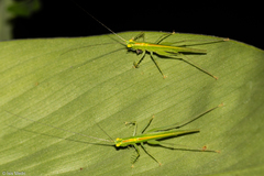 Phlugis ocraceovittata