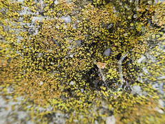 Flavoplaca citrina
