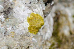 Leproplaca xantholyta