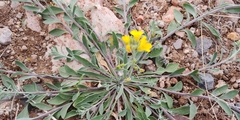 Physaria gordonii