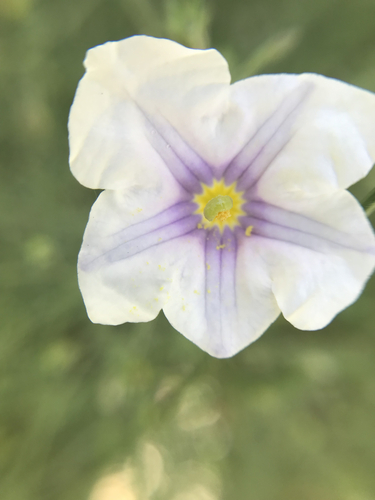 Image of Nierembergia scoparia by no rights reserved