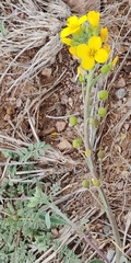 Physaria gordonii