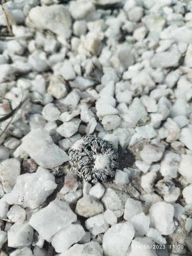 Discocactus horstii