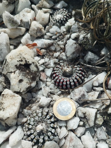 Discocactus horstii