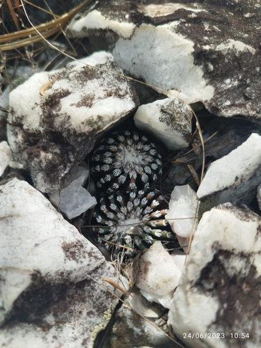 Discocactus horstii