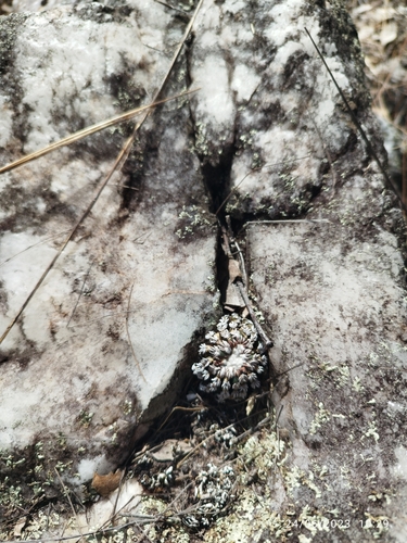Discocactus horstii