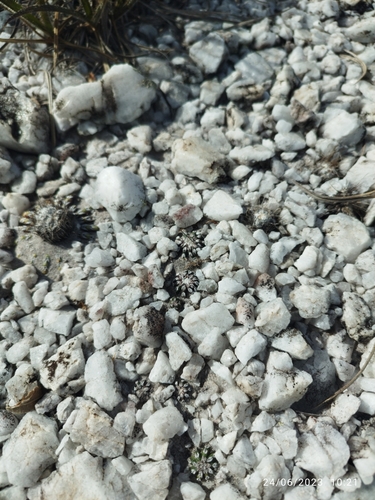 Discocactus horstii