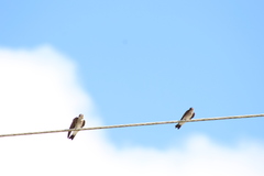 Stelgidopteryx serripennis ridgwayi