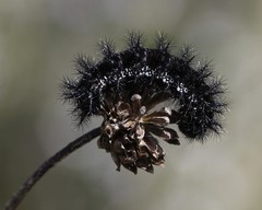 Euphydryas desfontainii