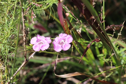 Image of Agalinis fasciculata by no rights reserved