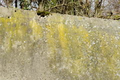 Flavoplaca citrina