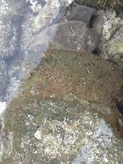 Dolabrifera nicaraguana