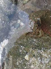 Dolabrifera nicaraguana