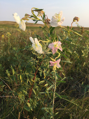 Oenothera nuttallii