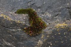 Schistidium apocarpum