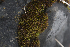 Schistidium apocarpum