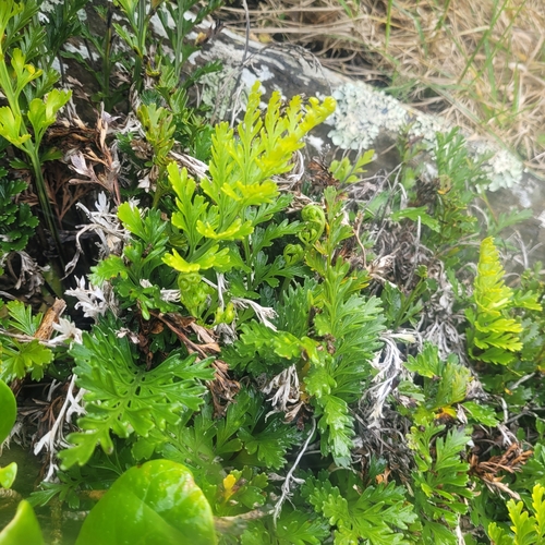 Asplenium chathamense (Asplenium chathamense)