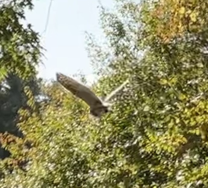 birds-from-north-haven-island-north-haven-me-us-on-october-8-2023