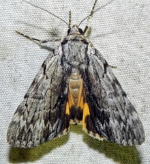 Catocala gracilis