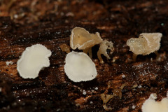 Dasyscyphella nivea