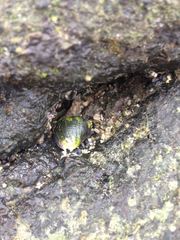 Rapaninae