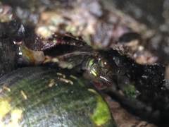 Rapaninae