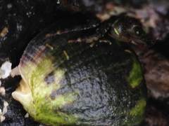 Rapaninae