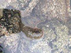 Dolabrifera nicaraguana