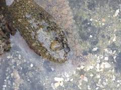 Dolabrifera nicaraguana