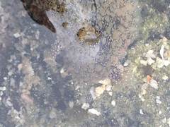 Dolabrifera nicaraguana