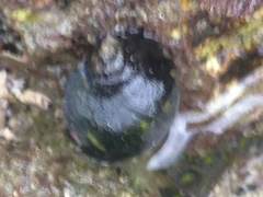 Rapaninae