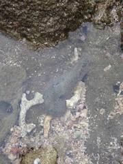 Dolabrifera nicaraguana