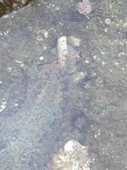 Dolabrifera nicaraguana