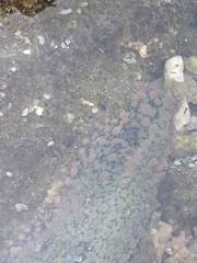 Dolabrifera nicaraguana