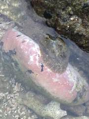 Dolabrifera nicaraguana