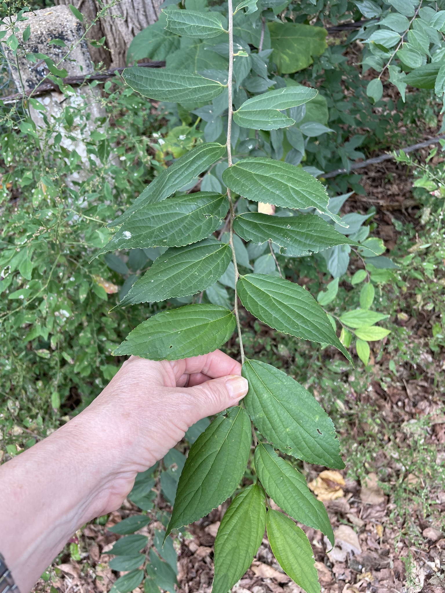 Celtis sinensis — photo 2