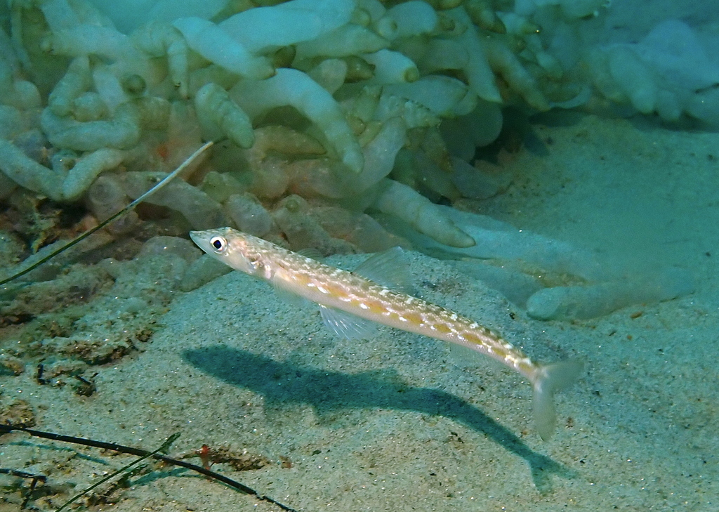 California lizardfish (Synodus lucioceps) — Synodontidae