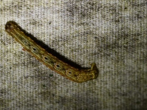 American Sharp-angled Carpet