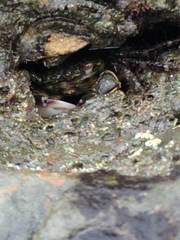 Pachygrapsus