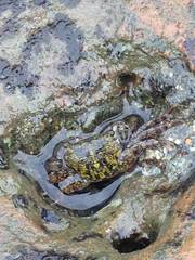 Pachygrapsus