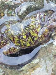 Pachygrapsus