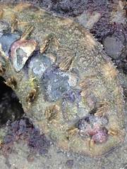 Acanthochitona hirudiniformis