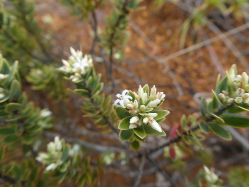 Styphelia longistylis observed 2023-10-07